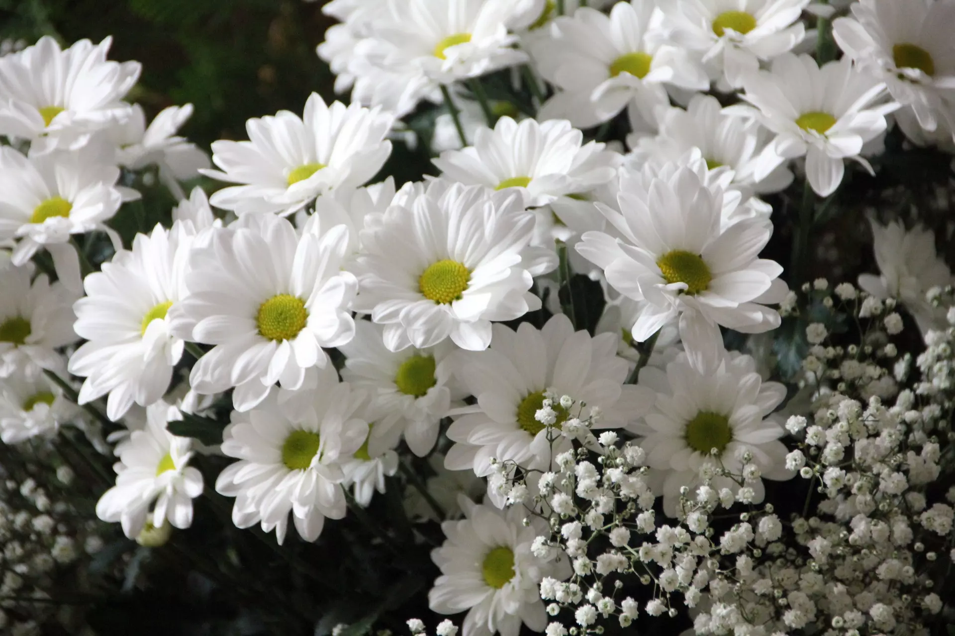 flowers-plant-bloom-daisies-64736