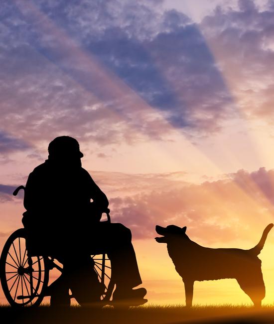 are dogs used as old age healthcare companions