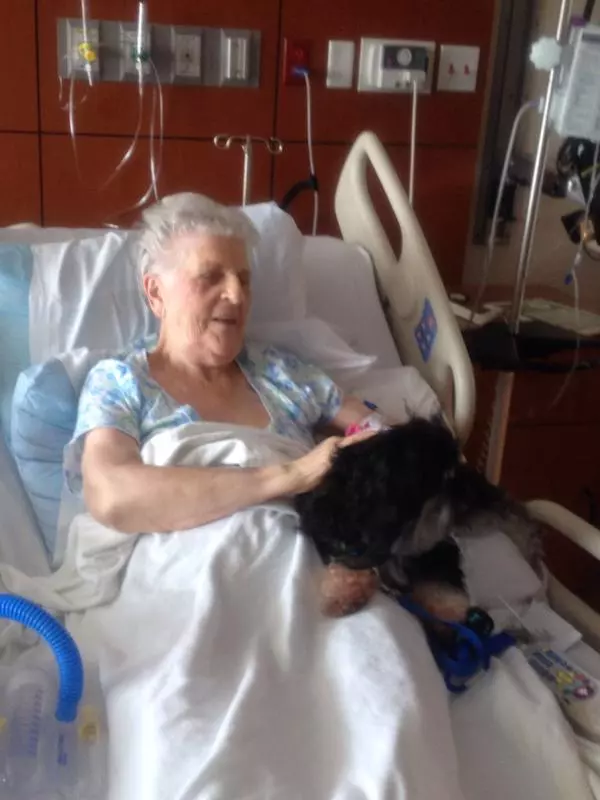 Los perros de terapia visitan a los pacientes
