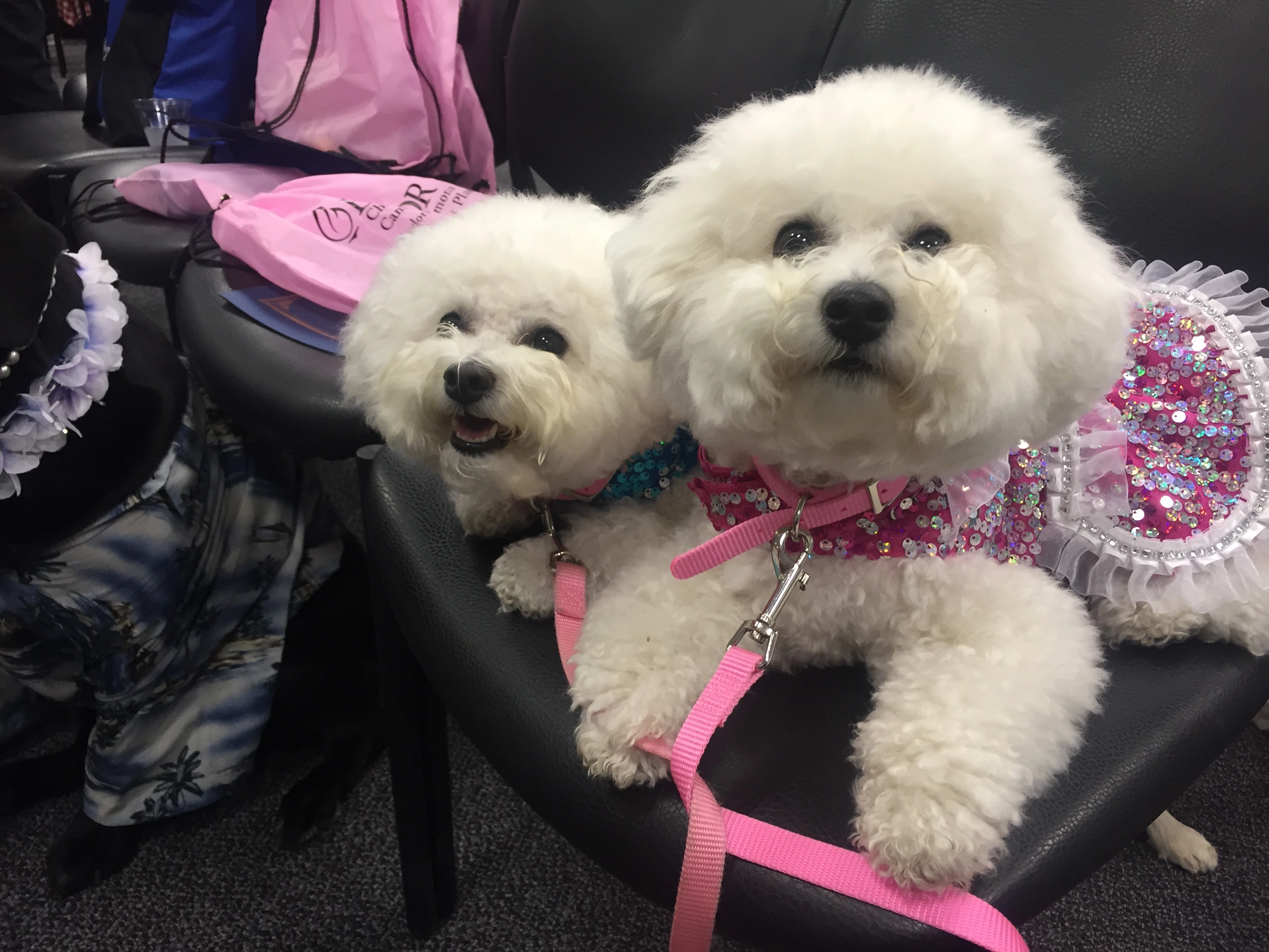 Sweet pooches bring cheer to hospital staff and patients