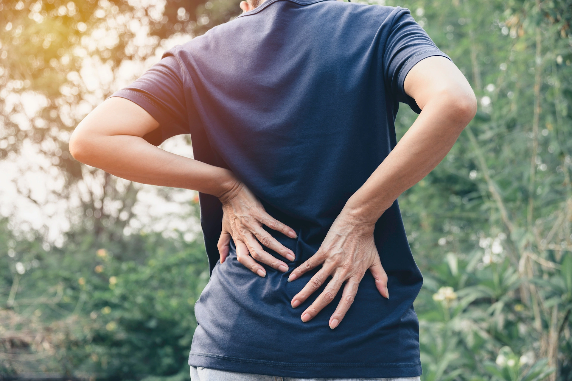Back Muscles and Low Back Pain
