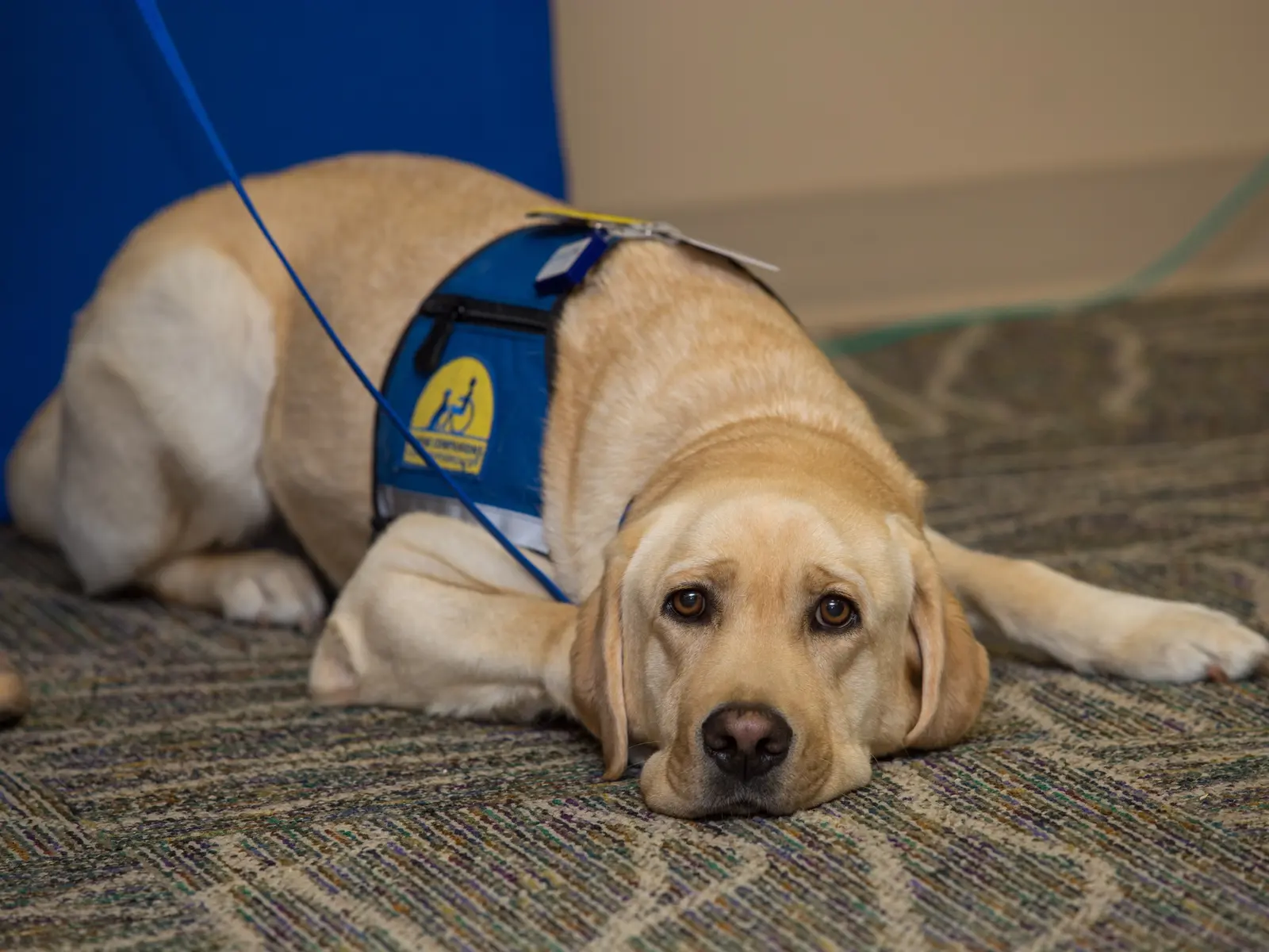 Meet Lorenzo, the new facility dog at McLane Children's Medical Center