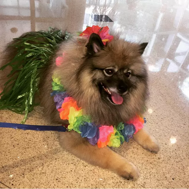 Perro de terapia asistida por animales vestido de verano