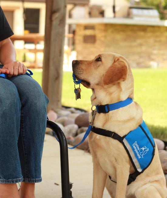 Service dog training store dfw