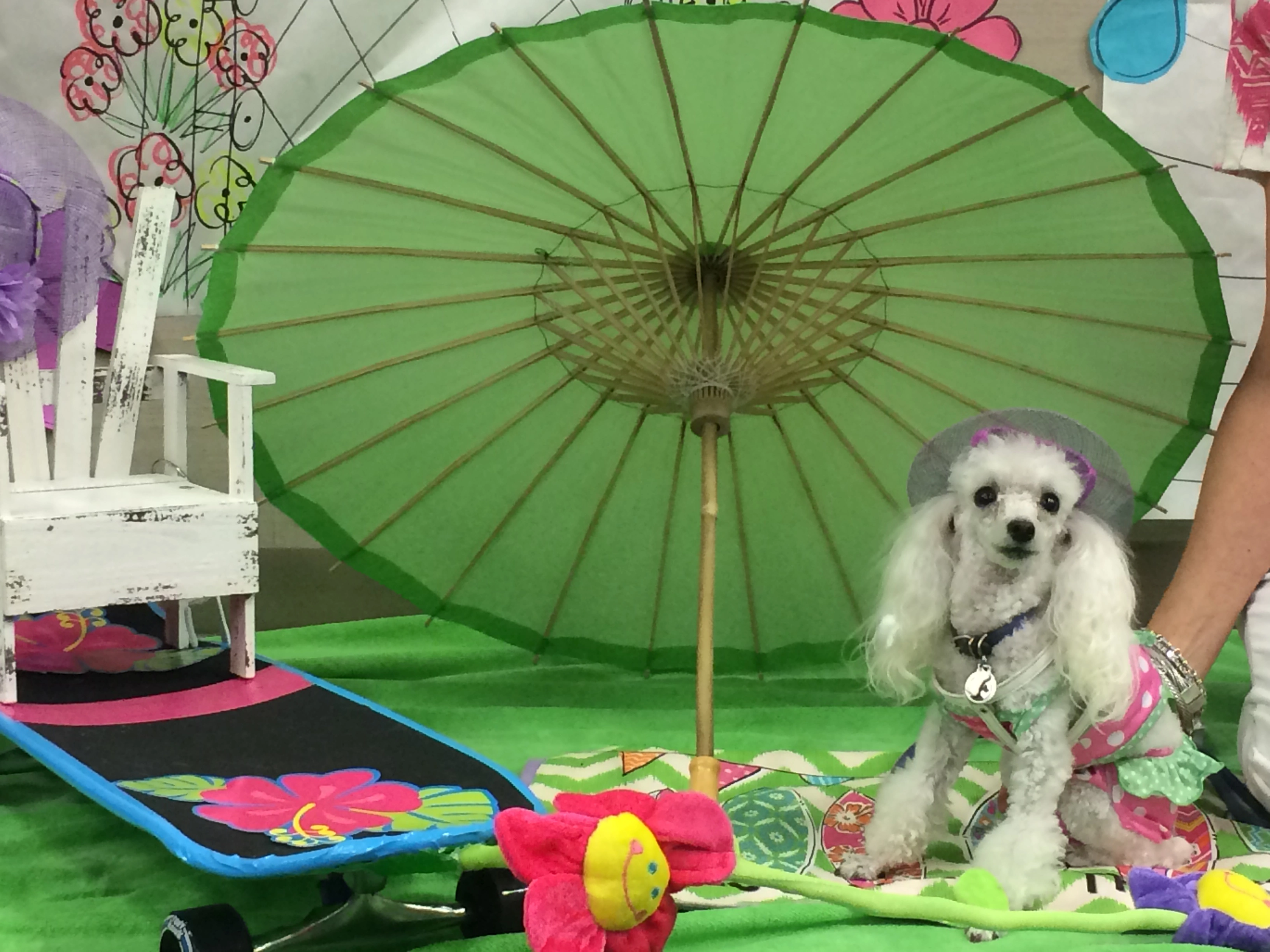 Las mascotas de terapia asistida por animales se mantienen frescas en el evento Dog Days of Summer