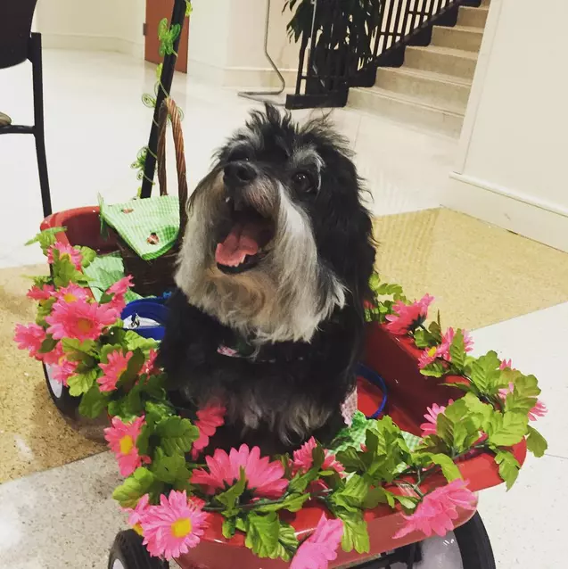 Los perros traen alegría a los pacientes del hospital